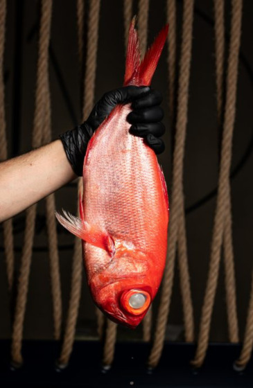 fotografia de productos boiguesfilms